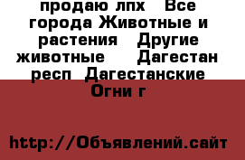 продаю лпх - Все города Животные и растения » Другие животные   . Дагестан респ.,Дагестанские Огни г.